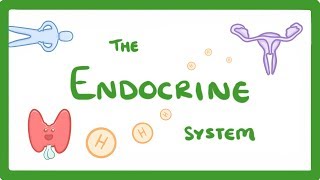 GCSE Biology  Endocrine System amp Hormones 59 [upl. by Ayotahc]