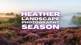 Heather is beautiful but a Difficult Subject for Landscape Photography OM1 MKII [upl. by Pedaiah]