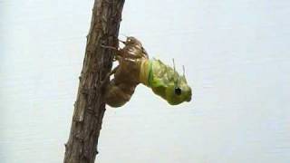 Cicada Molting [upl. by Analad]