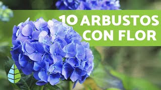 10 ARBUSTOS CON FLORES para el JARDÍN  Nombres y Cuidados [upl. by Ninehc]