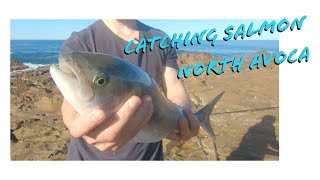 Fishing for Australian salmon NSW Central Coastcatch and cook [upl. by Durning]