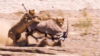 Two Lions Take on Oryx  Natural World Desert Lions  BBC Earth [upl. by Llener]