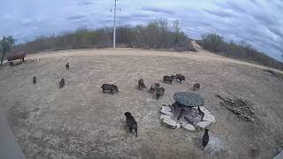 Peccary javelina fight [upl. by Brigham]