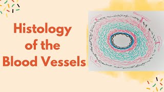 Histology of medium size artery and vein [upl. by Ittam]