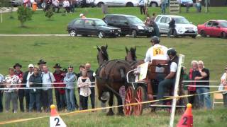 Combinée attelage  Ardennais Belges [upl. by Yxor]