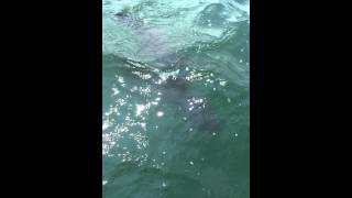 Ocean sunfish Mola mola in Boston Harbor [upl. by Zosema]