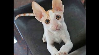 Cat Cornish Rex Enrico Charming [upl. by Letti]