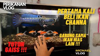 BELI IKAN CHANNA ASIATICA CUMA 20 RIBU UDAH MURAH SEKARANG [upl. by Leith]