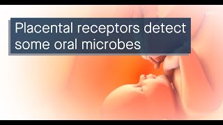 Oral microbes reach the placenta and can influence pregnancy complications [upl. by Euqinotna554]