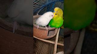 Mere Bajri Tote ne 6 🥚 🥚🥚🥚🥚🥚 de diye 🦜💯🐦youtube birds music parrot rohitbird please subscribe 🦜 [upl. by Hollis883]