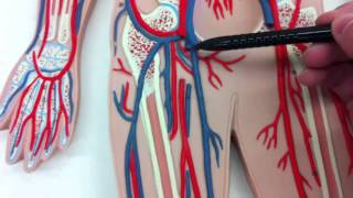 Human AampP Anatomy of the Arteries Veins and the Circulatory System [upl. by Mabel375]