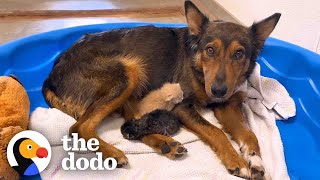 Mama Dog Who Lost Her Puppies Was Heartbroken Until She Got Kittens  The Dodo [upl. by Naesad]