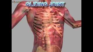 Science  Human Body Bones and Muscles  Part 2  Telugu [upl. by Bondon]