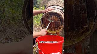 Extreme Honeycomb harvesting 🍯 Harvesting honey from beehive 🐝 EP44 trending shorts satisfying [upl. by Ahern]