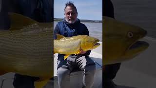 GRAN CAPTURA DORADO DELFIN PESCA EXCURSIONES CAYASTA 2024 [upl. by Anaeco]