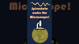 Spiral Bacteria Spirochete Under the Microscope Spirochete microscopeview scienceshorts [upl. by Shira]