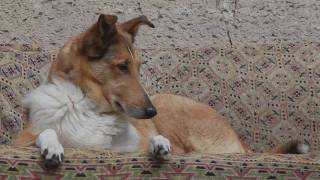 One day from dogs life  Smooth collies with Schapendoes [upl. by Yekcaj855]