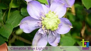 Clématite Blue light  Pépinières TRAVERS  Spécialiste des plantes grimpantes [upl. by Nnyleitak751]