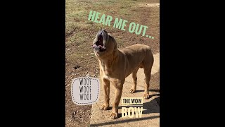 Cane Corso Dog Barking canecorso dogbarking [upl. by Nonahs278]