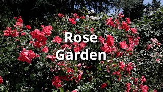 Rose Garden Tour [upl. by Xirtaeb]