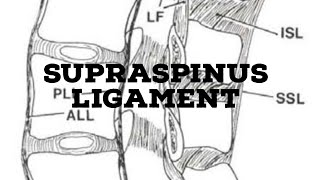 Supraspinous ligament [upl. by Alvy]