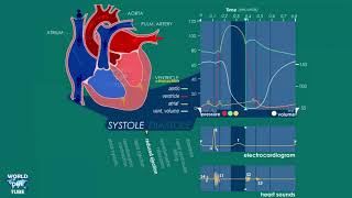 Cardiac Cycle Phases and Wiggers Diagram Explained [upl. by Oicirbaf766]