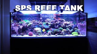 GERMAN REEF TANKS  SPS dominated 720 l REEF AQUARIUM highlights [upl. by Akirrehs]