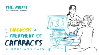 The Diagnosis and Treatment of Cataracts in Dogs and Cats [upl. by Fairfield]