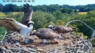 Review Osprey Parent birds brings a big whole fish to feed their family P03  July312024 birds [upl. by Hcra]