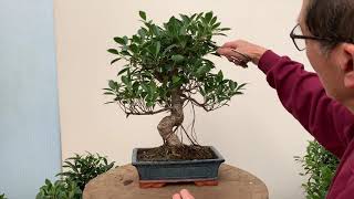 Ficus Bonsai Care and Pruning [upl. by Ejroj]