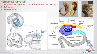 Neuroanatomy VD28  Limbic system Limbic lobe hippocampal formation amp it’s internal circuitry [upl. by Akener622]