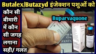 ButalexButazyd injectionBuparvaquone को कौन सी जगह लगाना सहीगलतVetinjection [upl. by Nalod]