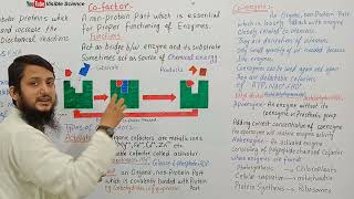 Types of cofactors  Cofactor prosthetic group coenzyme  Class 11 biology [upl. by Hyland33]