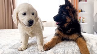 German Shepherd Puppy and Golden Retriever Puppy Playing for the First Time [upl. by Hersch]