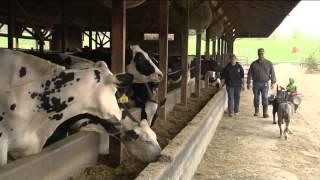 60614 The 2014 Vermont Dairy Farm of the Year on Across The Fence [upl. by Seedman]