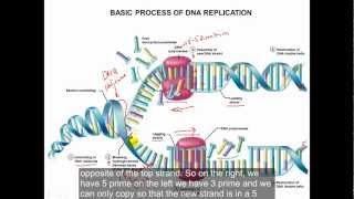 DNA and DNA replication [upl. by Annahsal]