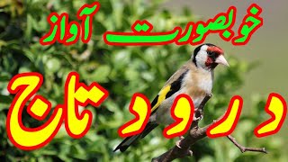 Daily Darood Sharif  Darood e Taj  beautiful Voice Darood Taj  by Imtiaz Ahmad  Ep43 [upl. by Eerolam]