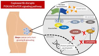 Capivasertib Approved to Treat Patients with Advanced HRHER2 Breast Cancer │ Pharmacology [upl. by Enitsirhc]