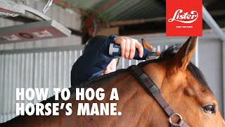 How to hog a horses mane [upl. by Anett]