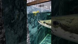 BIG BAIT  BIG FISH fishing biggamefishing bigfish part2 jettyfishing [upl. by Ydniahs]