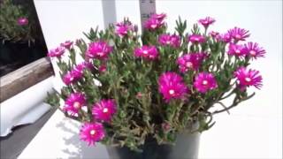 Best Flowering Perennials  Delosperma cooperi  Ice plant [upl. by Alrep485]