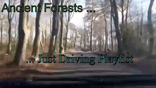 Ancient Forests just driving quotWarning dont watch if affected by sunlight strobing quot [upl. by Martens]