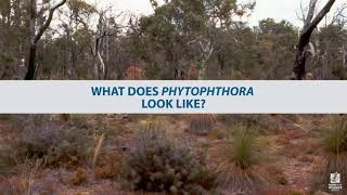 What does Phytophthora look like [upl. by Hanej]