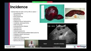 Zomedica sponsored webinar l Hemoperitoneum l Spleen l VetGuardian l July 17 2024 [upl. by Ahsatin239]