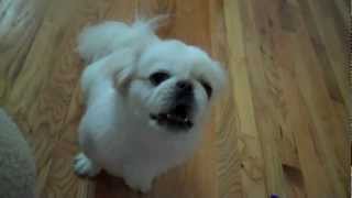 Pekingese Barking [upl. by Ahsenrac]