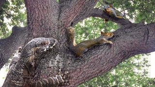 Lizard Climbs Tree—Eats Squirrel [upl. by Jaco]