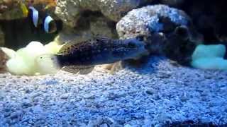 SLEEPER BANDED GOBY SIFTING SAND [upl. by Gottuard409]