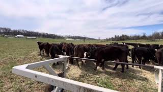 Winter windrows mob grazing calving season gregjudybaleunroller [upl. by Philana]