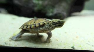 Stripeneck Musk Turtle  Pt 2 [upl. by Clemmy]