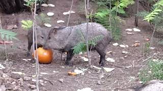 Peccary Sept 2024 [upl. by Aiceled]